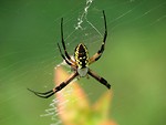 Free Stock Photo: Closeup of a yellow spider