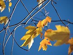 Free Stock Photo: Closeup of autumn leaves