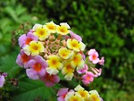 Free Stock Photo: Closeup of purple and yellow flowers
