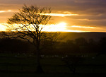 Free Stock Photo: A tree with sun setting behind it