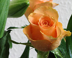 Free Stock Photo: An orange rose