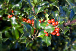 Free Stock Photo: A holly bush