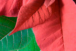 Free Stock Photo: Close-up of a poinsettia leaf