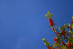Free Stock Photo: A branch of holly