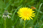 Free Stock Photo: A bee on a yellow dandelion
