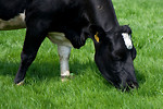 Free Stock Photo: A black and white cow in a field