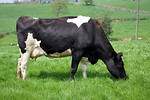 Free Stock Photo: A black and white cow in a field
