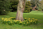 Free Stock Photo: Yellow daffodils around the base of a tree