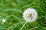 Free Stock Photo: A dandelion in the grass