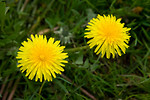 Free Stock Photo: Two yellow dandelions