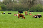 Free Stock Photo: Cows in a field