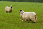 Free Stock Photo: Sheep in a field