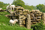 Free Stock Photo: Sheep by a stone wall in a field