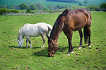 Free Stock Photo: Horses in a field