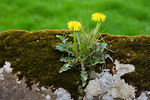 Free Stock Photo: Two yellow dandelions