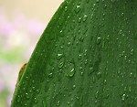 Free Stock Photo: Close-up of a large green leaf with rain drops
