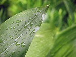 Free Stock Photo: Close-up of a large green leaf with rain drops