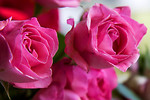 Free Stock Photo: A bouquet of pink roses