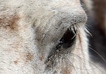 Free Stock Photo: Close up of the eye of a horse