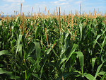 Free Stock Photo: Tall corn growing in a field