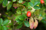 Free Stock Photo: Wild red roses