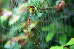 Free Stock Photo: A spider in a web by leaves