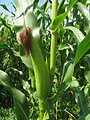 Free Stock Photo: Close-up of corn growing in a field