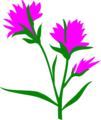 Free Stock Photo: Illustration of purple Indian Paintbrush flowers.