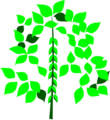 Free Stock Photo: Illustration of a soy bean plant