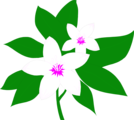 Free Stock Photo: Illustration of white flowers