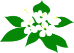 Free Stock Photo: Illustration of white flowers