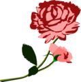 Free Stock Photo: Illustration of a red rose