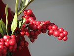 Free Stock Photo: Christmas red berries.