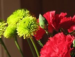 Free Stock Photo: Closeup of red and green flowers in window sunlight