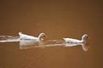 Free Stock Photo: Two white ducks swimming in a muddy lake