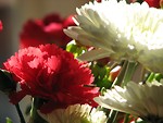 Free Stock Photo: Closeup of red and white flowers