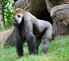 Free Stock Photo: A large gorilla standing in the grass by a cave