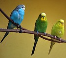 Free Stock Photo: Green and blue parakeets perched on a branch