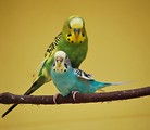 Free Stock Photo: Green and blue parakeets perched on a branch