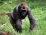 Free Stock Photo: A large gorilla walking in the grass
