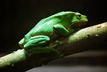 Free Stock Photo: Close-up of a green giant monkey frog on a branch