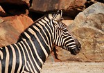 Free Stock Photo: Close-up of a zebra