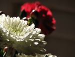 Free Stock Photo: Closeup of red and white flowers