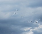 Free Stock Photo: A flock of geese flying in the sky