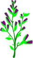 Free Stock Photo: Illustration of a sagebrush plant