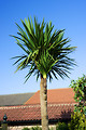 Free Stock Photo: A palm tree