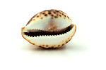 Free Stock Photo: A sea shell isolated on a white background