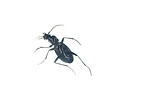Free Stock Photo: A bug isolated on a white background
