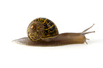 Free Stock Photo: A snail isolated on a white background
