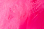 Free Stock Photo: Close-up of a pink feather